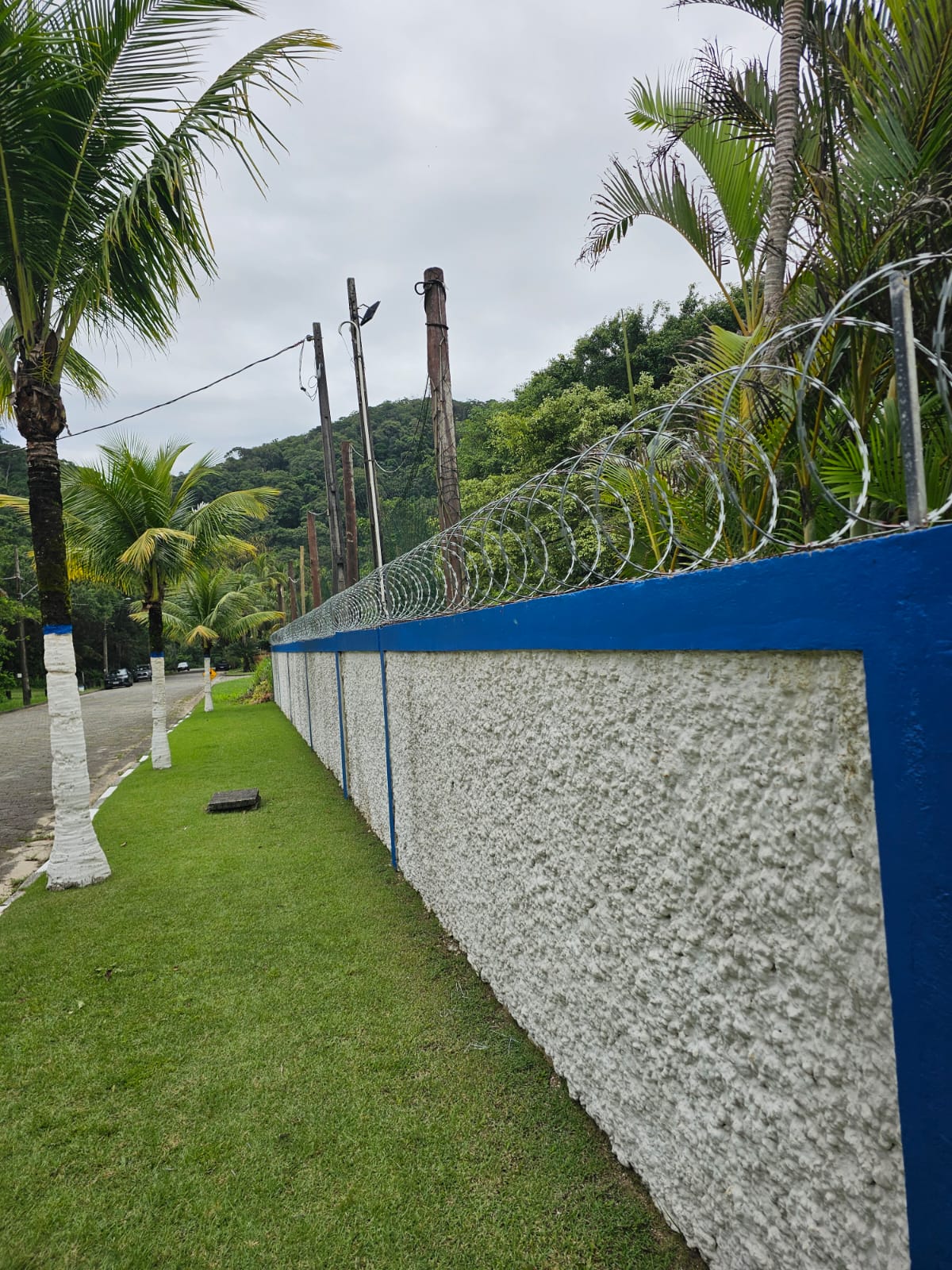 Concertina instalada em muro residencial com vegetação